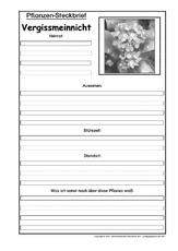 Pflanzensteckbrief-Vergissmeinnicht-SW.pdf